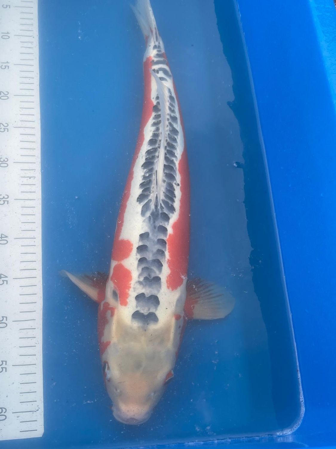 Karp Koi Shusui 60 cm
