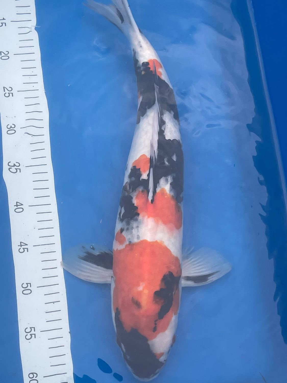 Karp Koi Showa 52 cm - Isa
