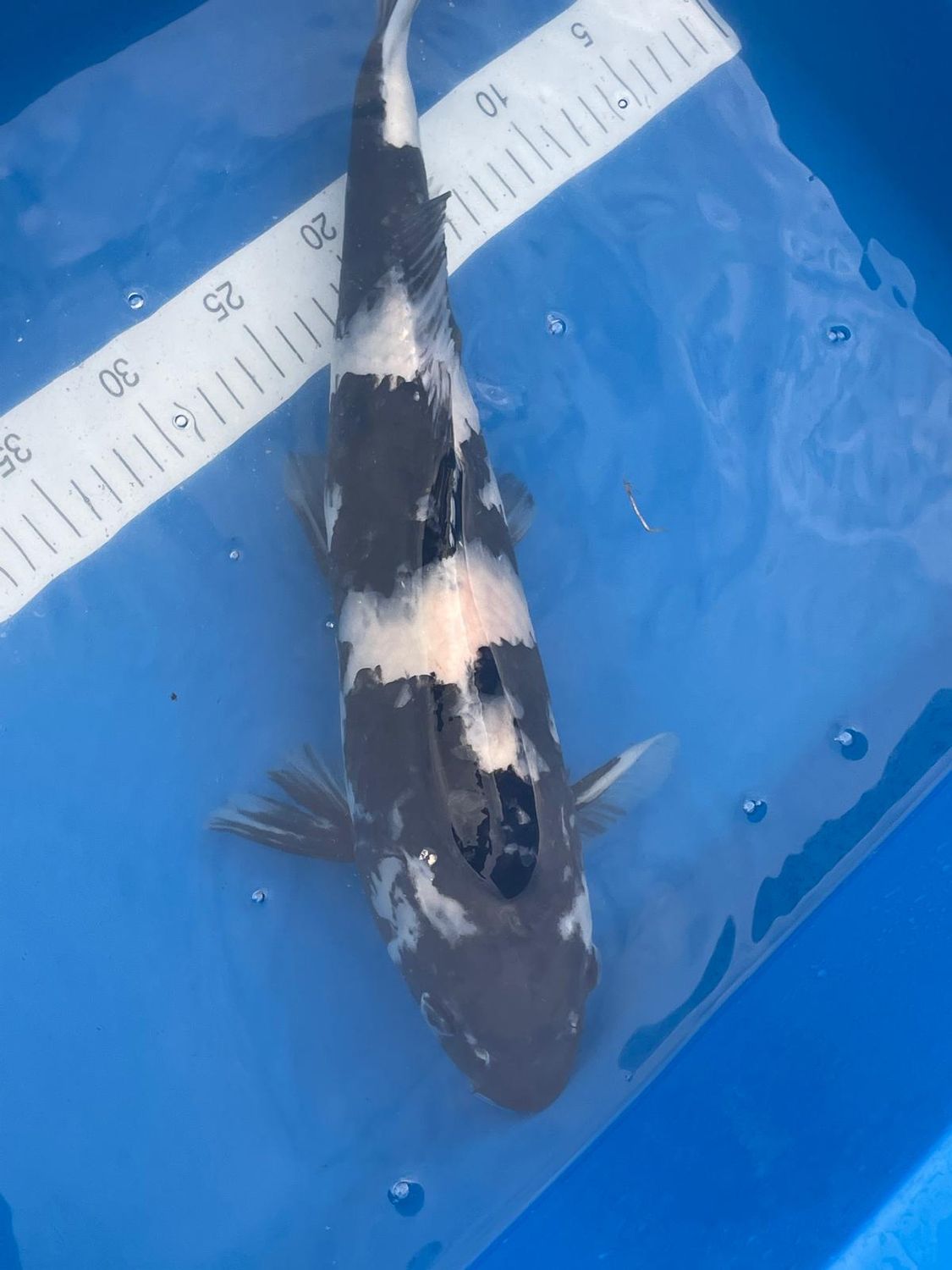 Karp Koi Shiro Utsuri 47 cm - Omosako