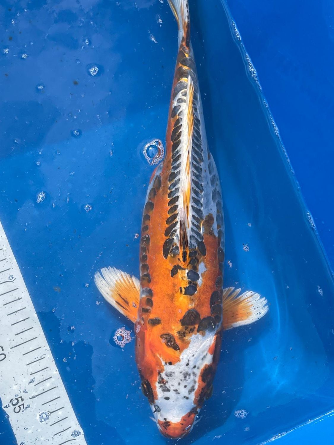 Karp Koi Benikikokuryu 44cm