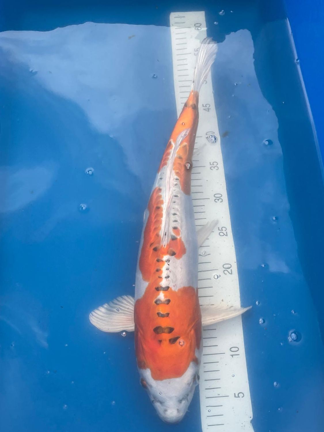 Karp Koi Doitsu Kujyaku 50 cm - Kase