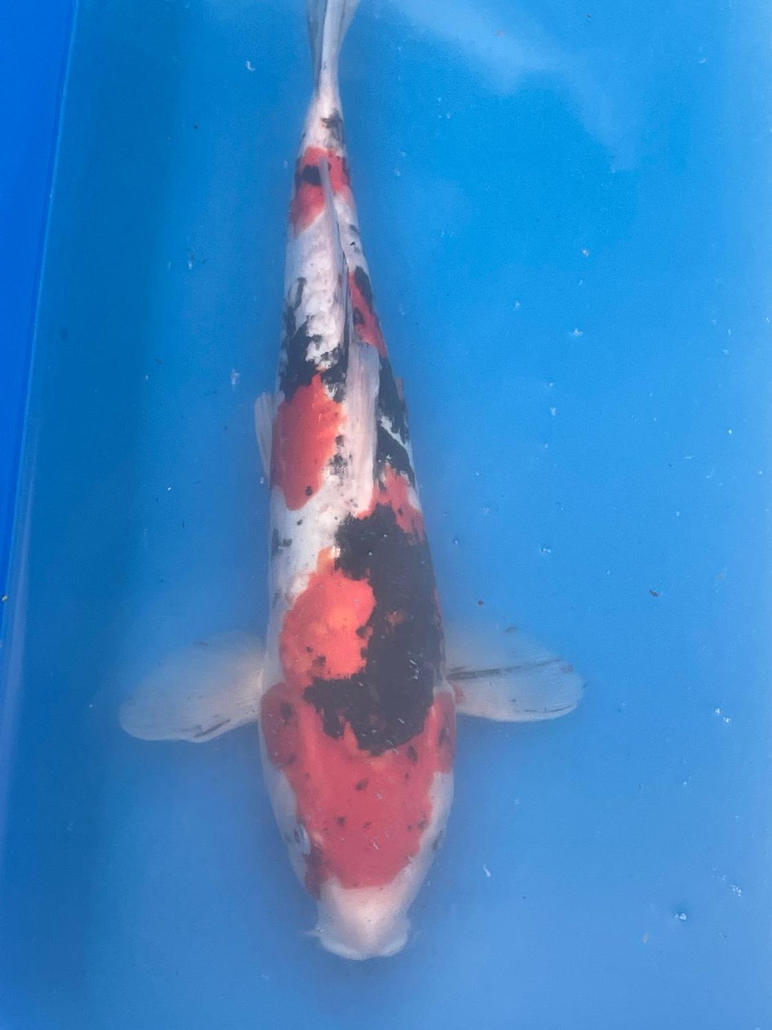 Karp Koi Doitsu Showa 37 cm - Shinoda