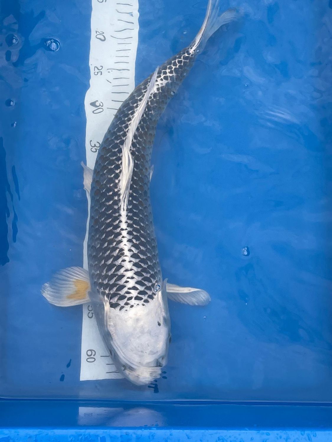 Karp Koi Gin Matsuba 52 cm