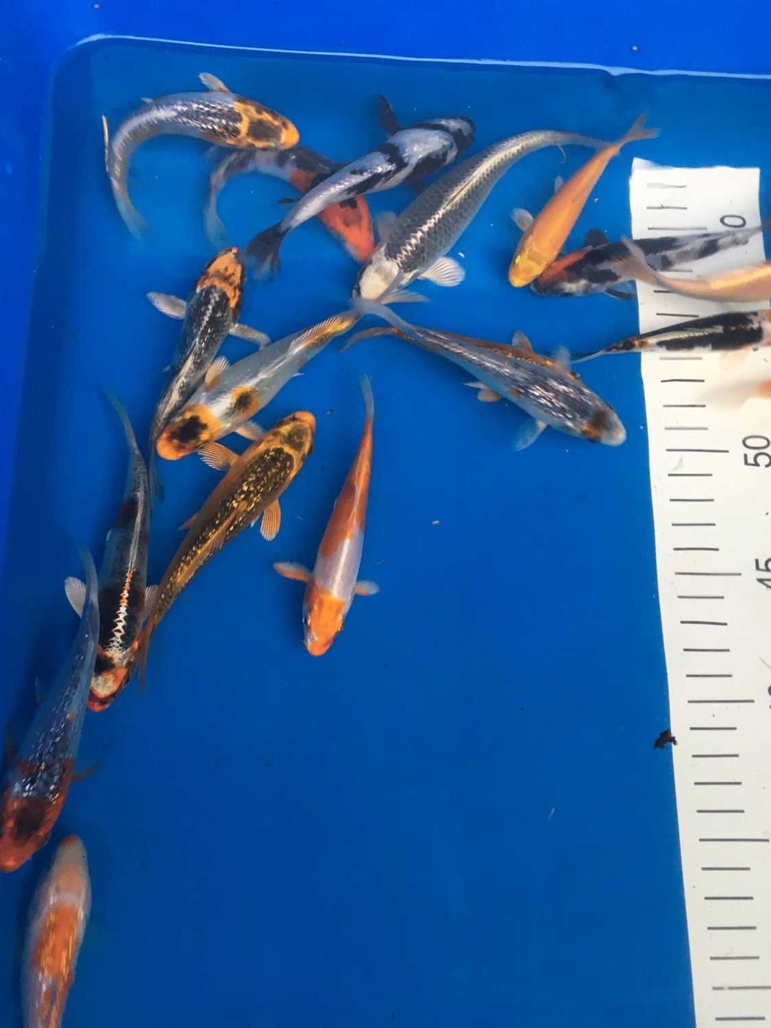 Karpie Koi 13-15cm