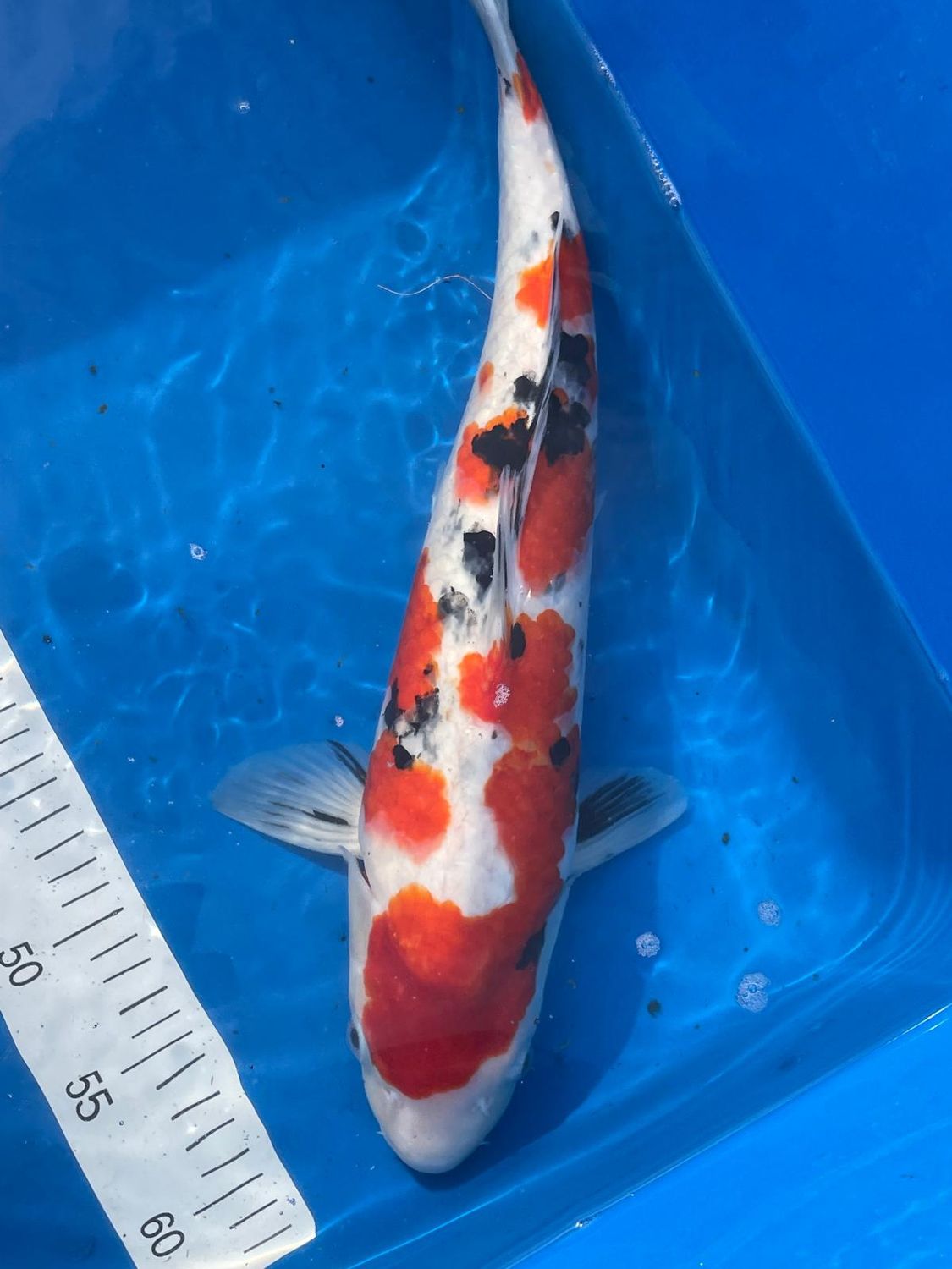Karp Koi Sanke 45cm - Yagenji