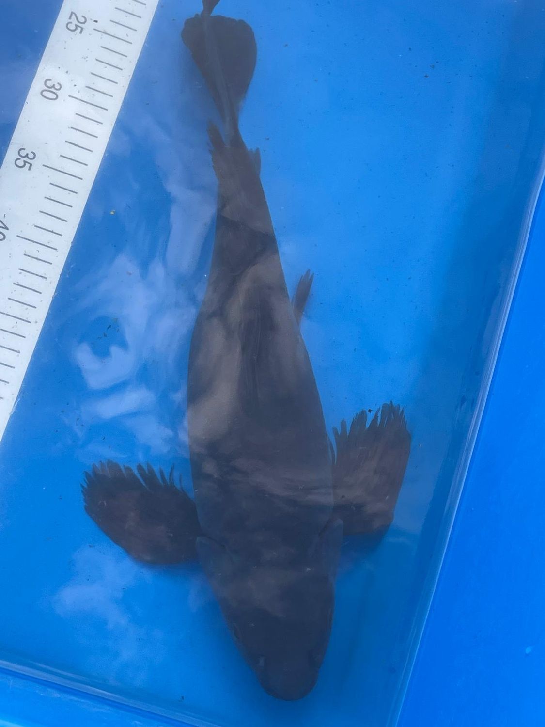 Karp Koi Butterfly Soragoi black 42cm