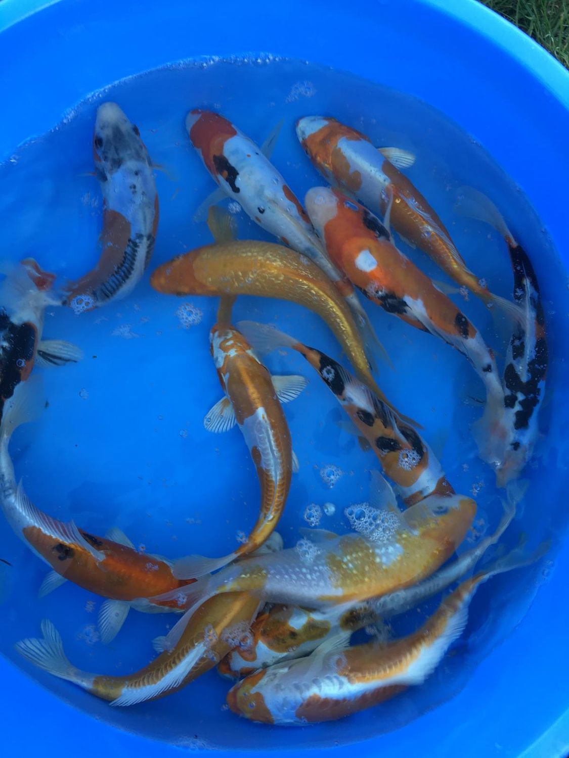 Karpie Koi 20-25cm