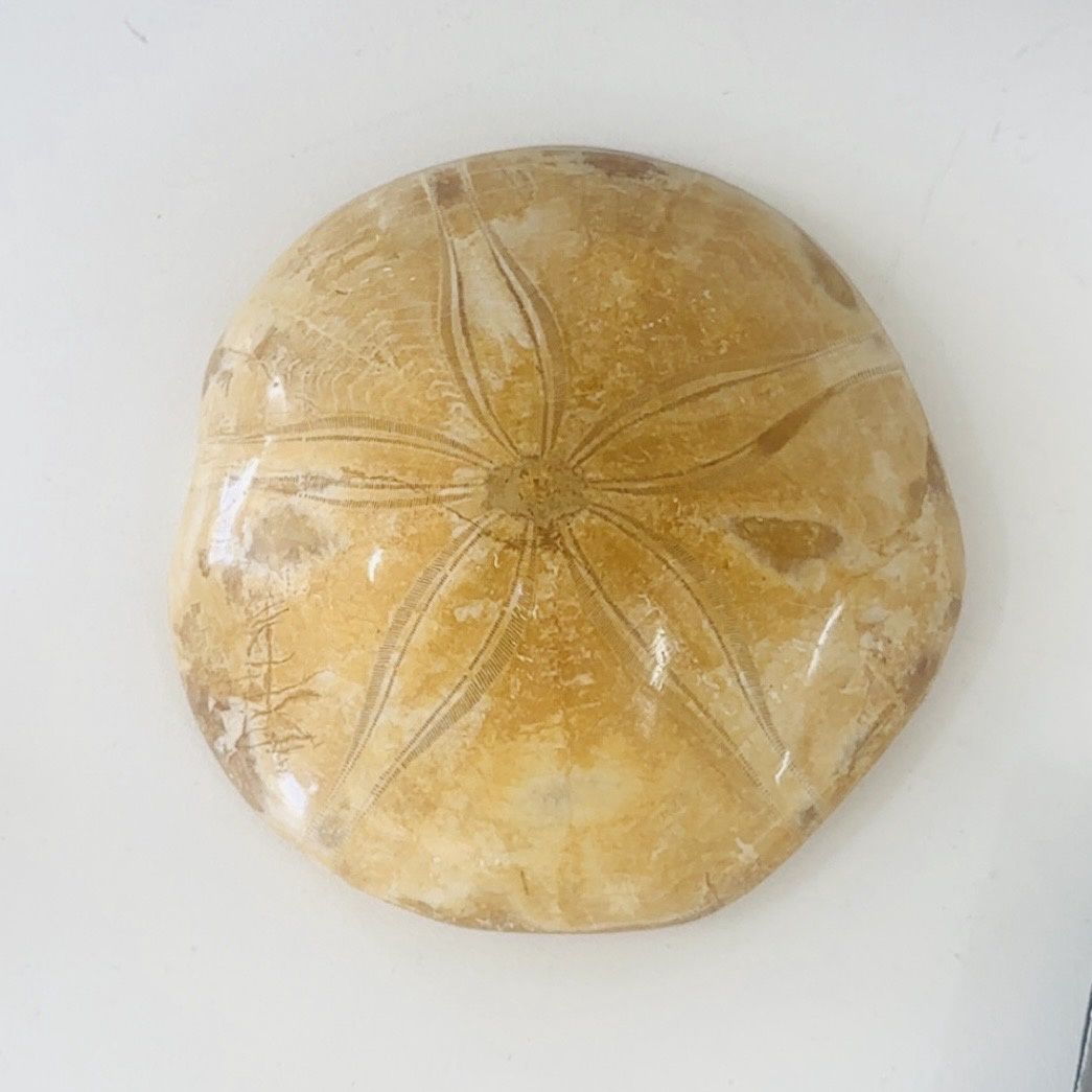 Starfish Fossil 9-10cm