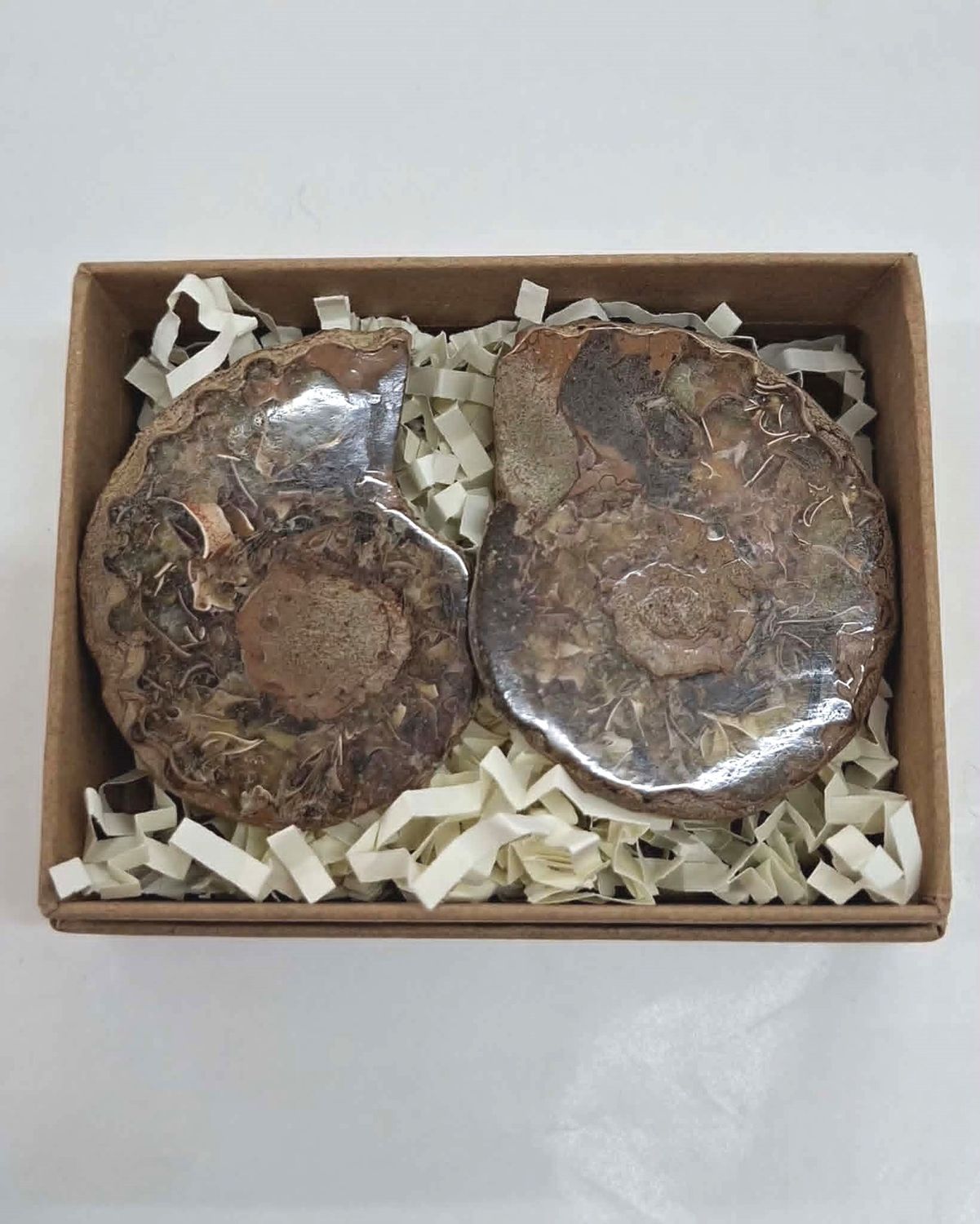 Ammonite Pair L