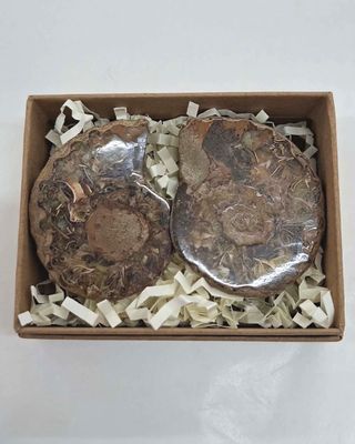 Ammonite Pair L