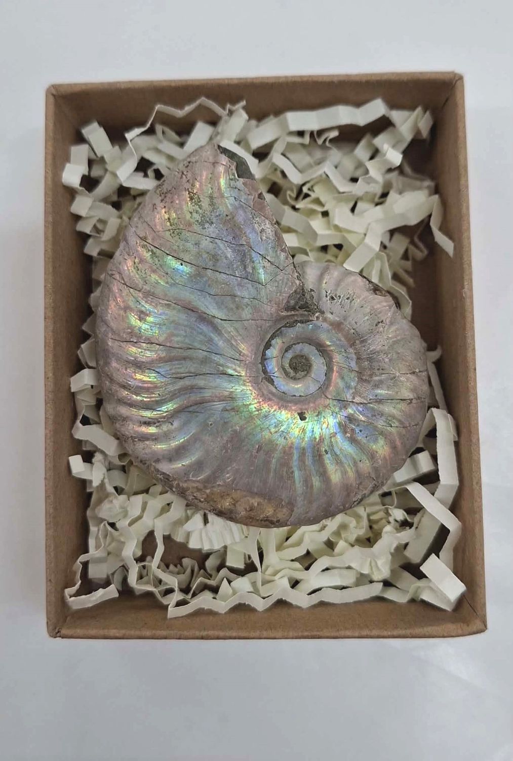 Ammonite Fossil L