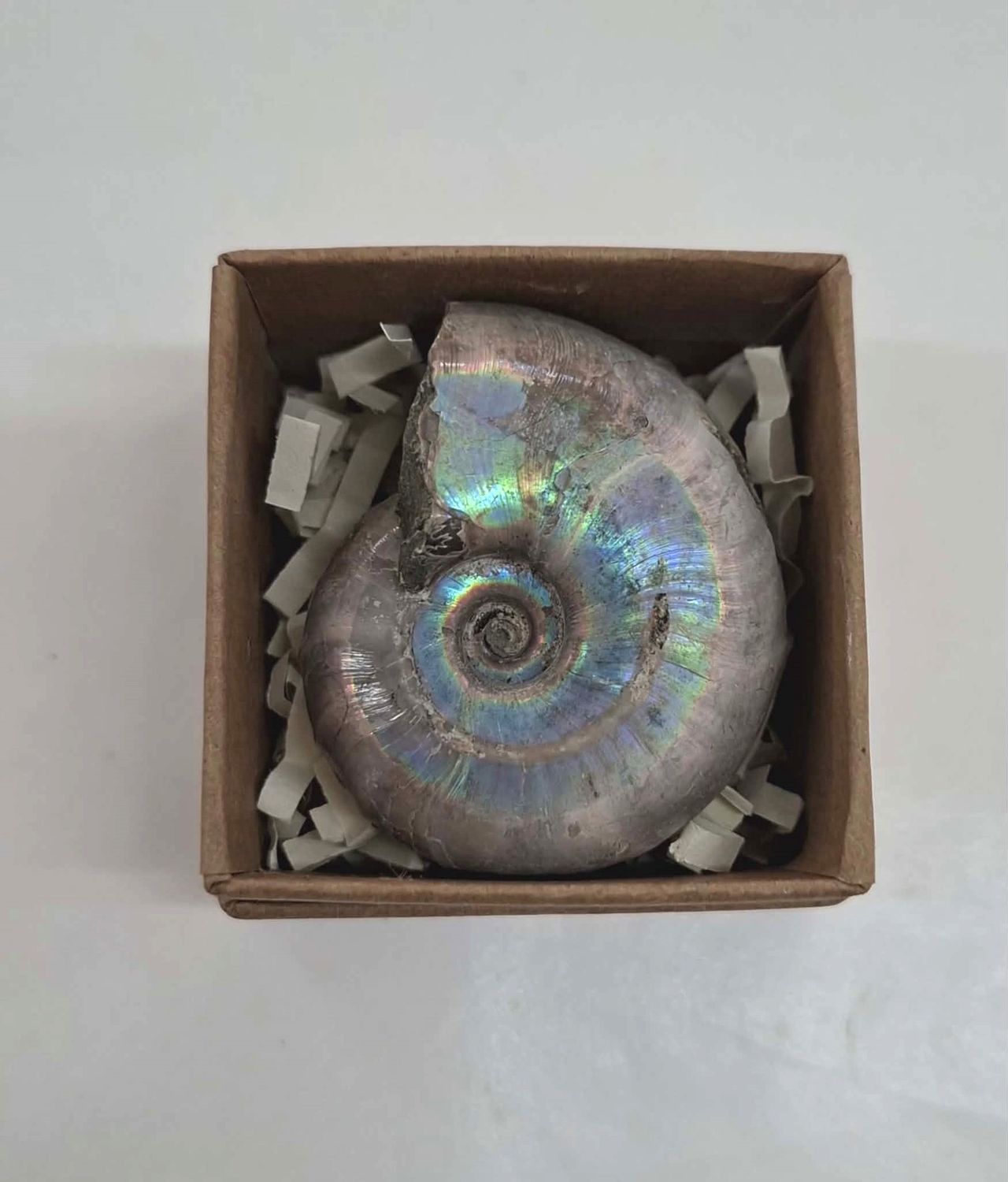 Ammonite Fossil 1
