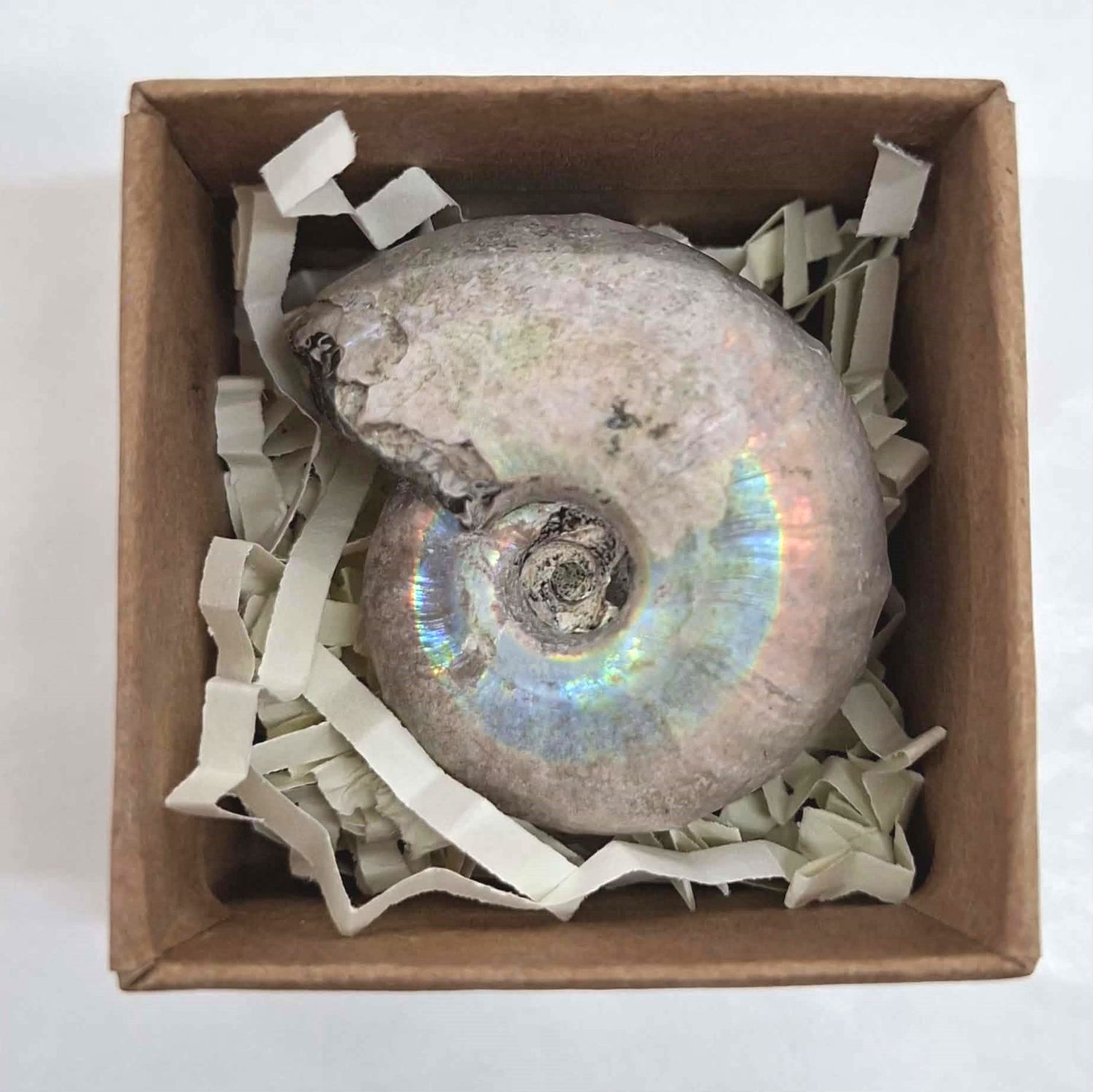 Ammonite Fossil