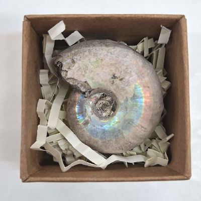 Ammonite Fossil