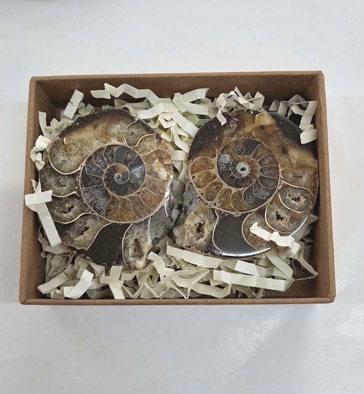 Ammonite Pair M