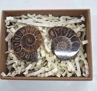 Ammonite Pair S