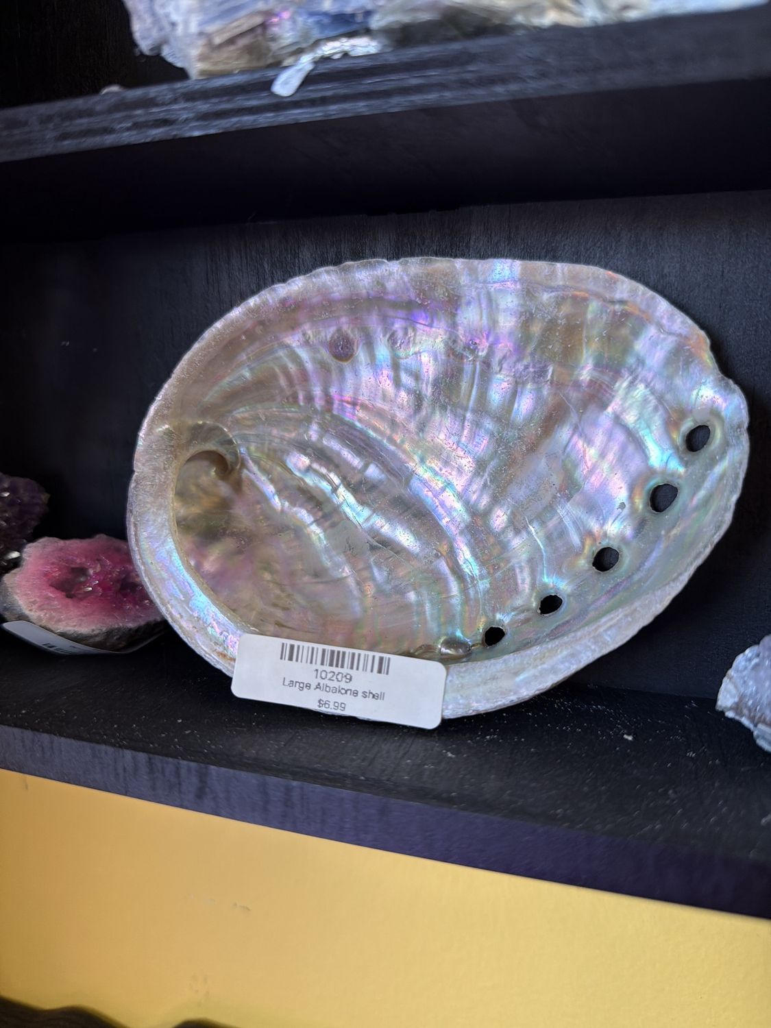 Large abalone shell