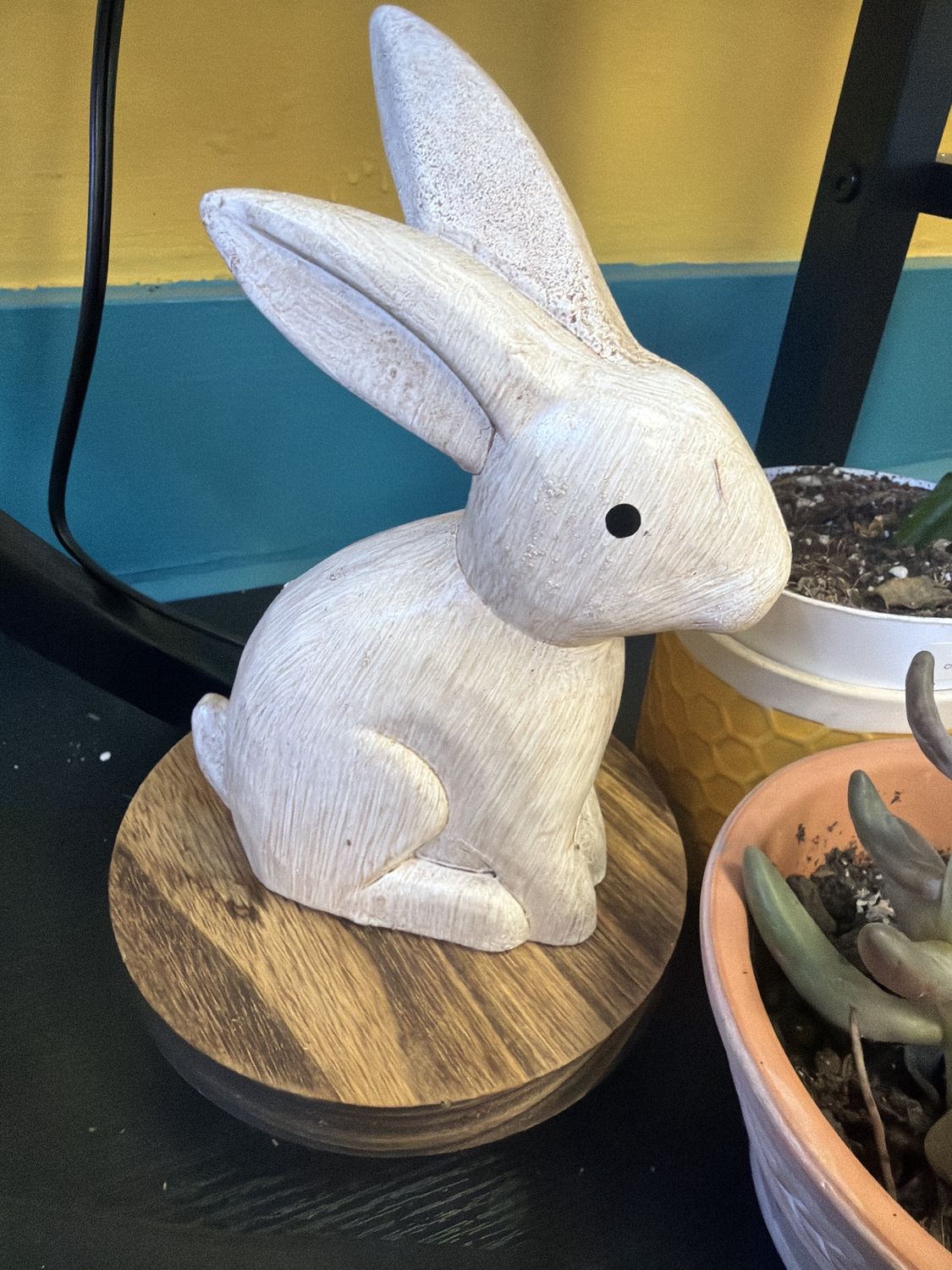 Large White rabbit
