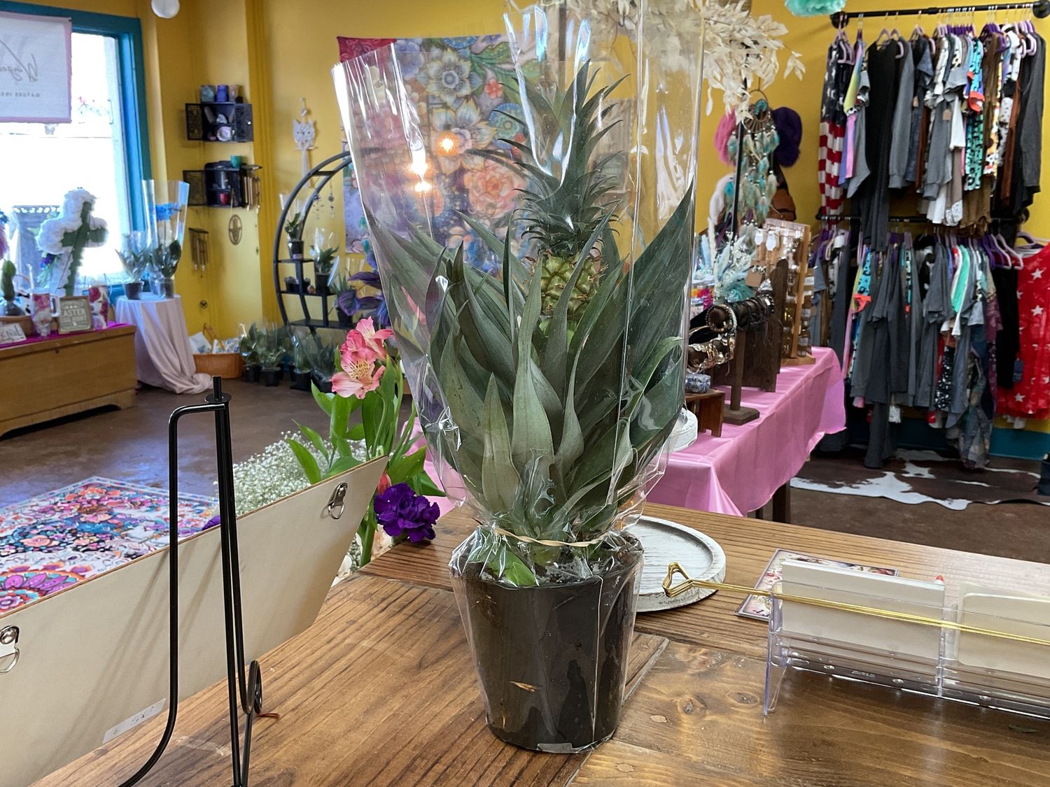 Live plants, Type: Pineapple 5in