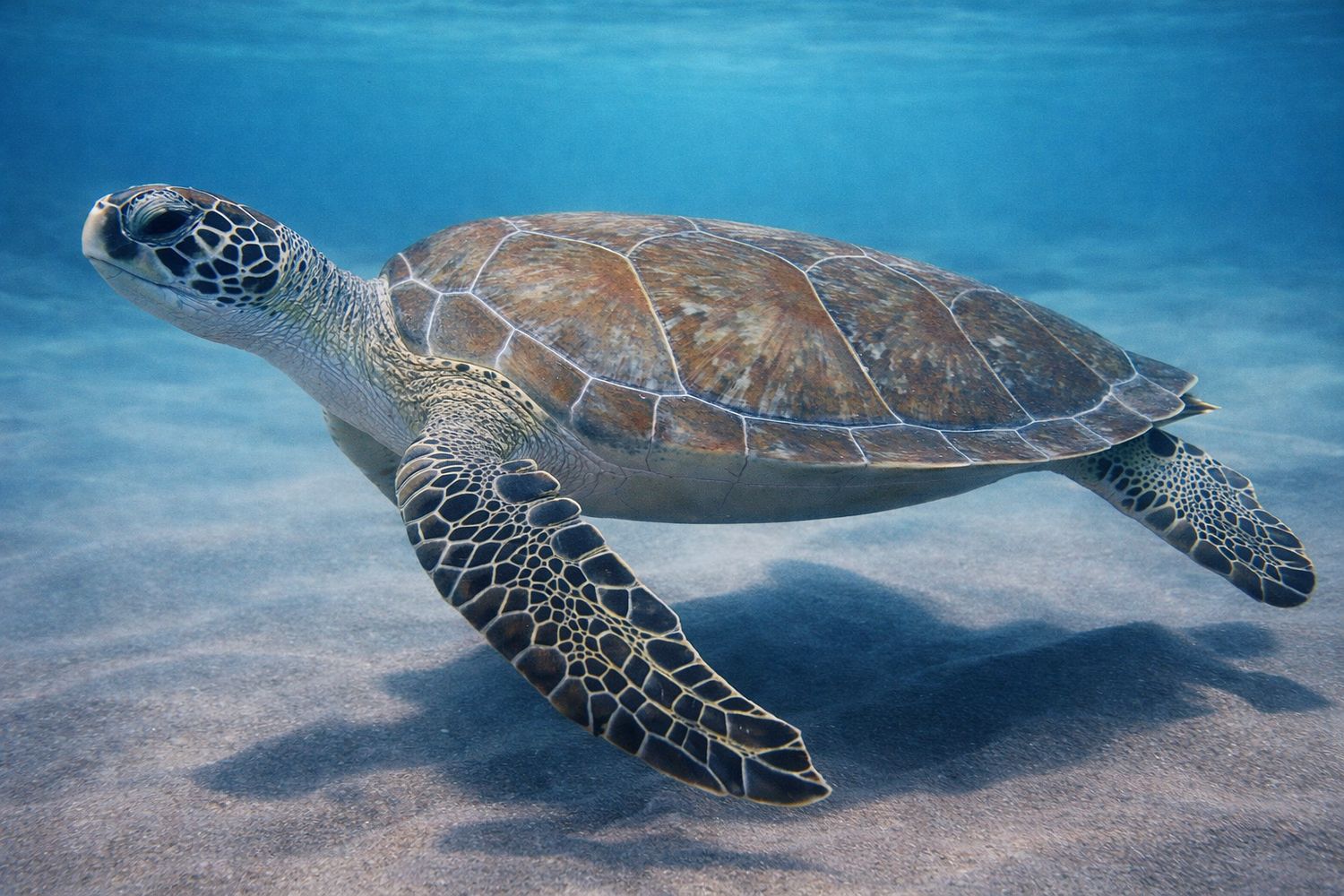 "At Ease" by Missie Stevenson