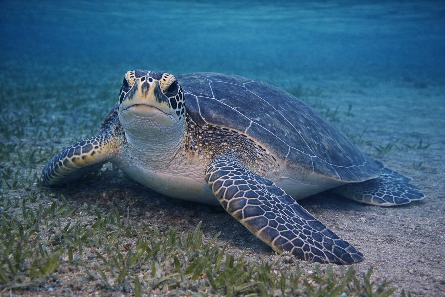 "Looking Up" by Missie Stevenson