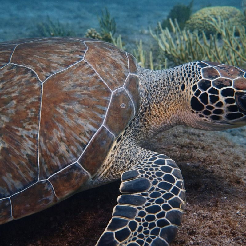 "Lowered" by Missie Stevenson