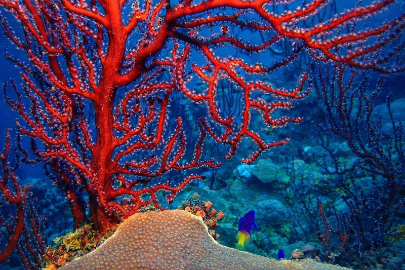 "Held by the Reef" by Missie Stevenson