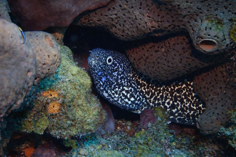 "Within the Reef" by Missie Stevenson