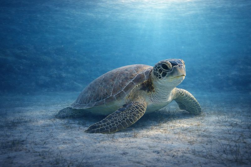 "At Rest" by Missie Stevenson