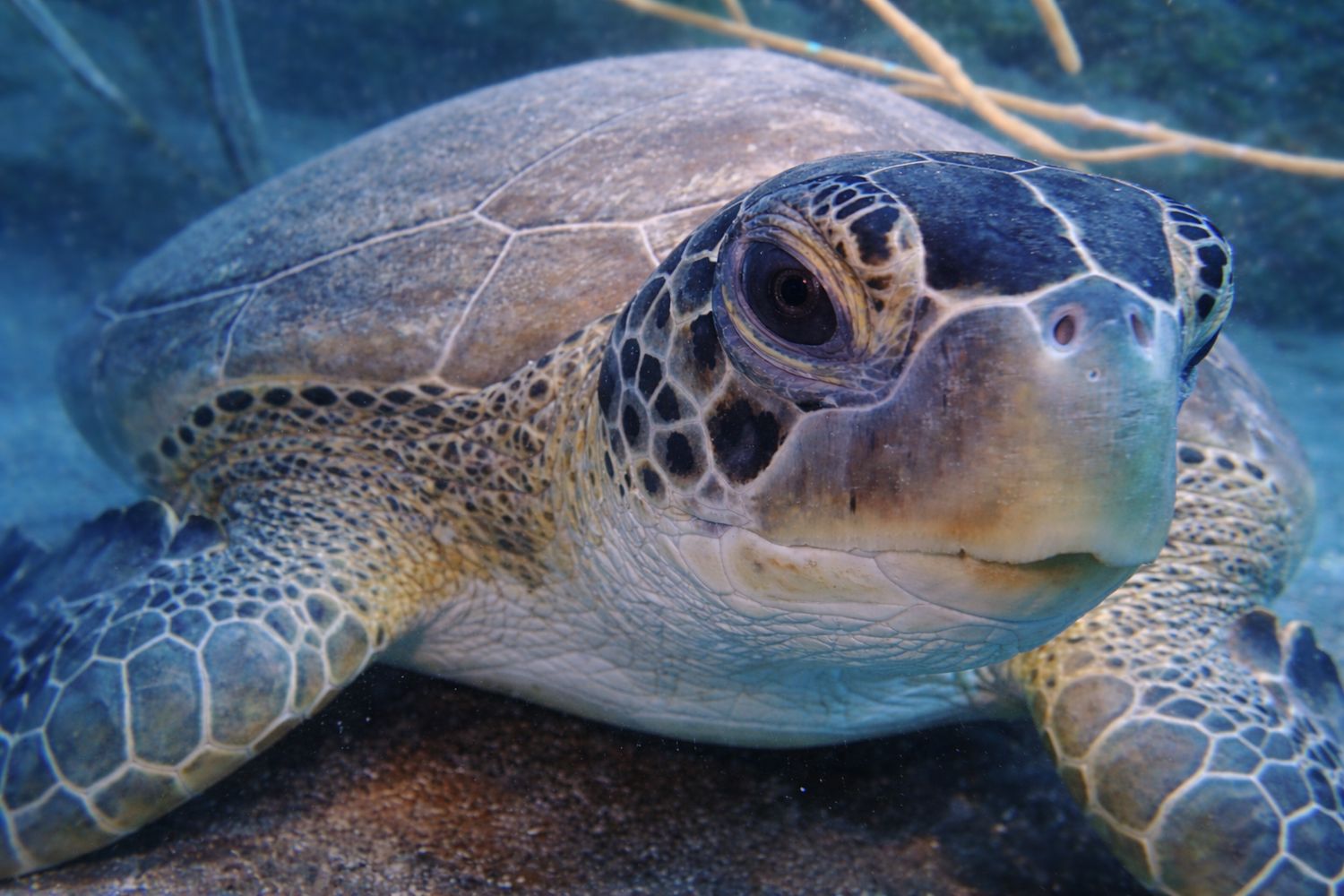 "Metting Ocean" by Missie Stevenson