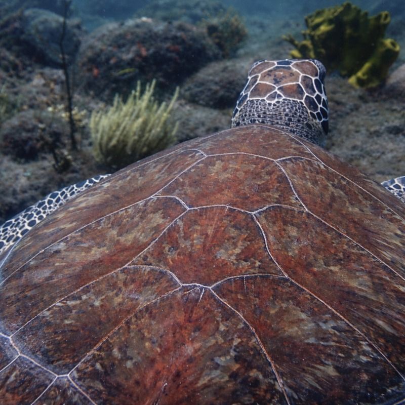 "Moving On" by Missie Stevenson