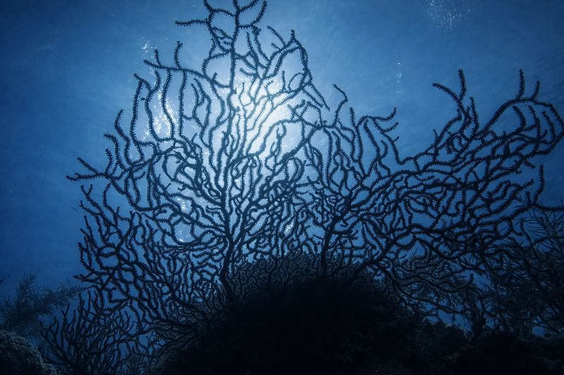 "Reef Silhouette" by Missie Stevenson