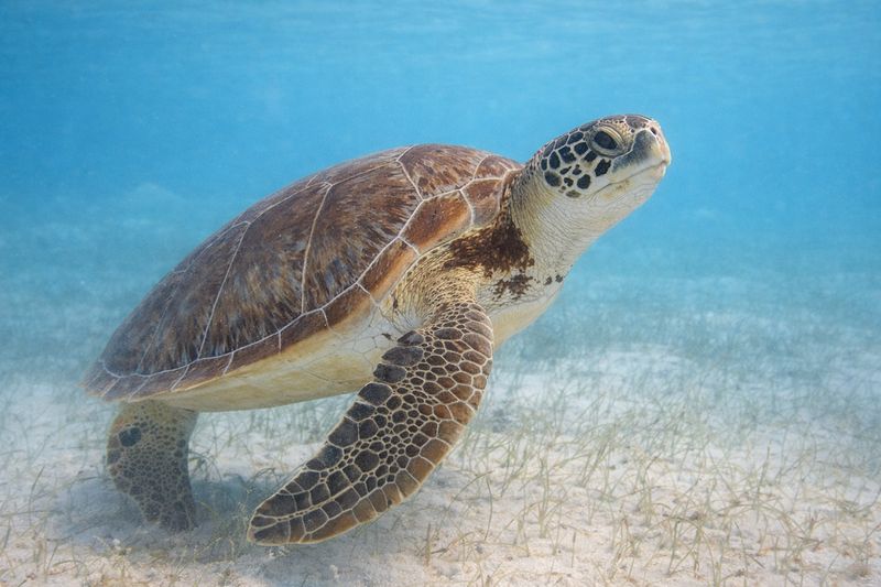 "Resting Guardian" by Missie Stevenson