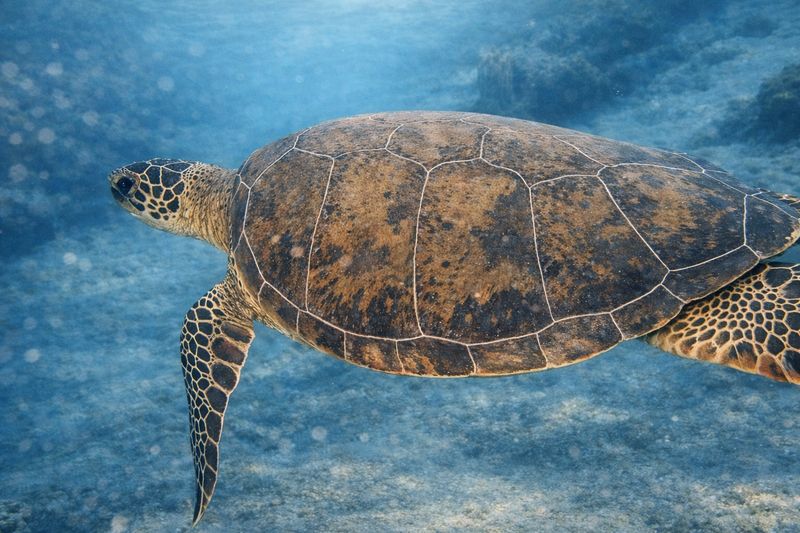 "Passing" by Missie Stevenson