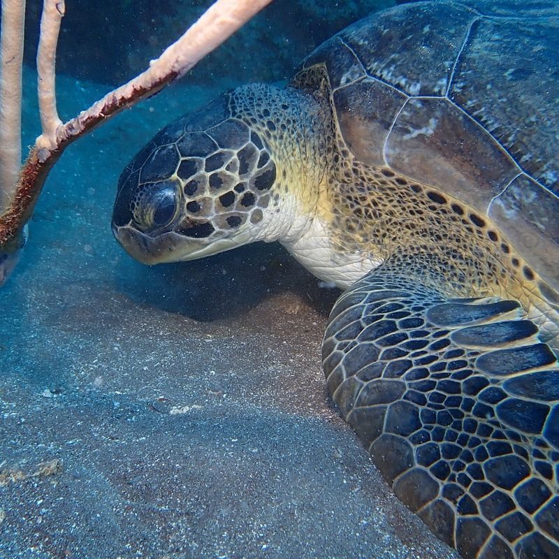 "Sheltered" by Missie Stevenson