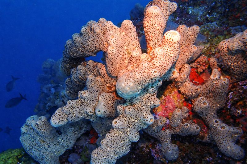 "Where Growth Turns" by Missie Stevenson