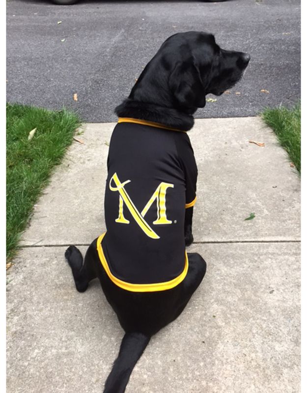 Sublimated Dog Jersey - Black and Gold