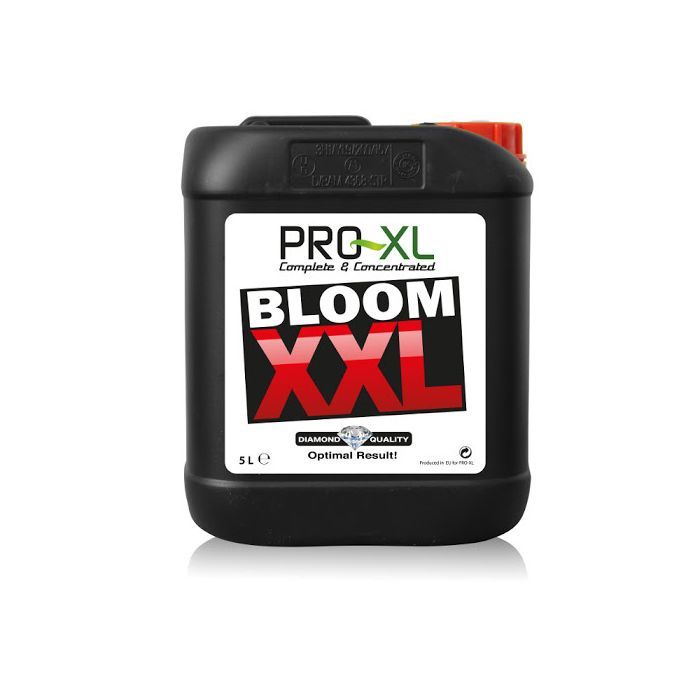 Bloom XXL