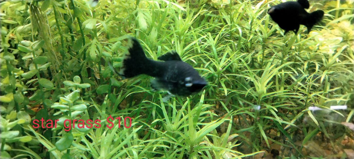 Dwarf sagitarius 15 plants