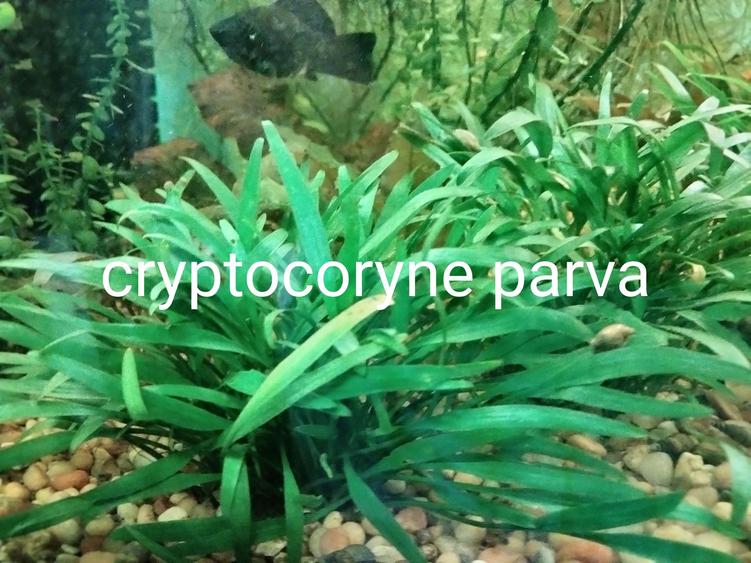 Cryptocoryne parva