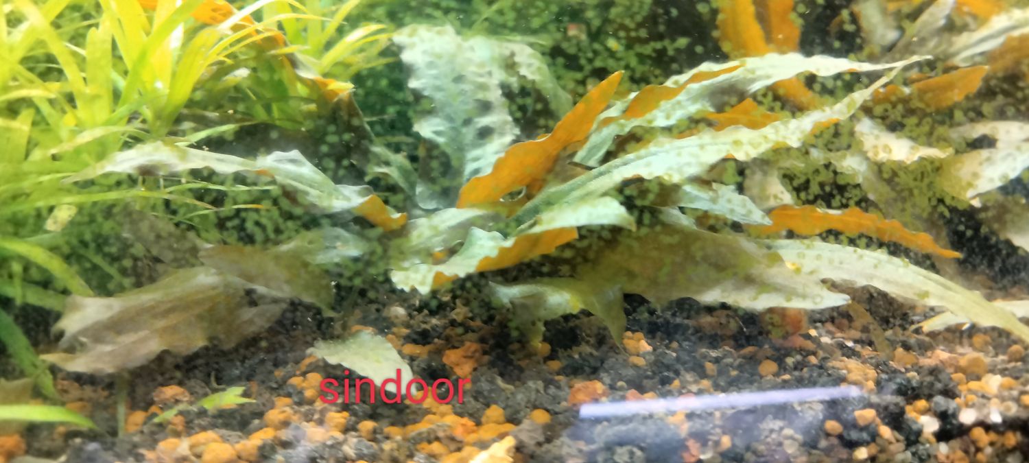Cryptocoryne Sindoor