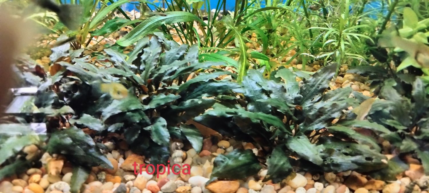 Cryptocoryne wendtii brown