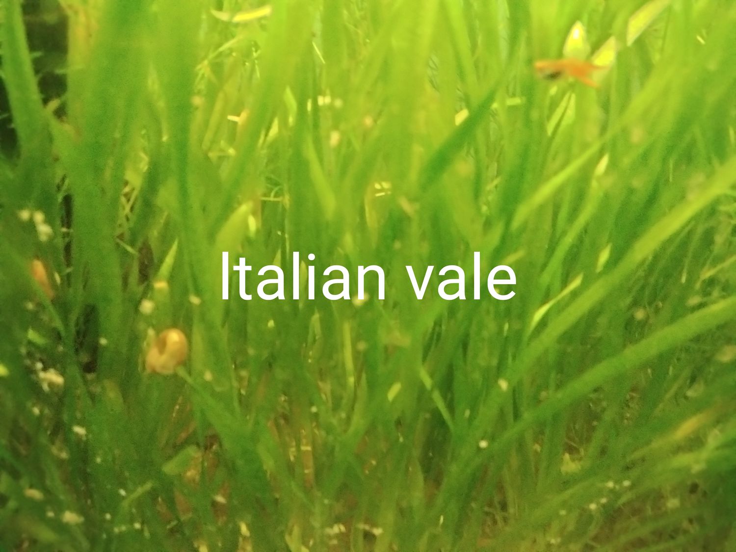 Italian vale