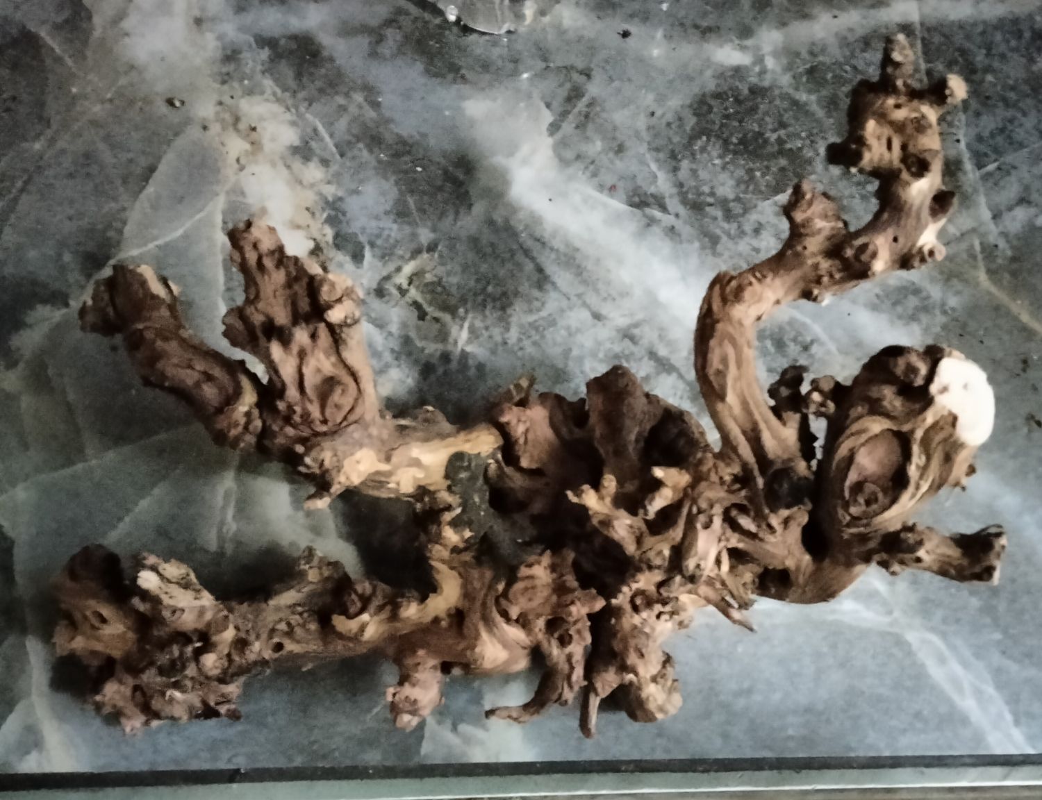 Small driftwood aquarium ledge ,4-7 inches