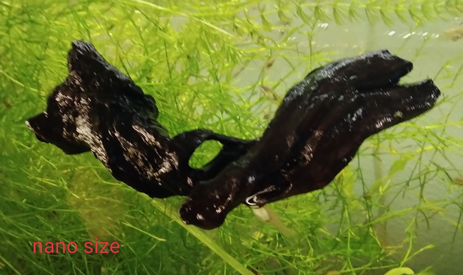 Small driftwood aquarium ledge ,4-7 inches