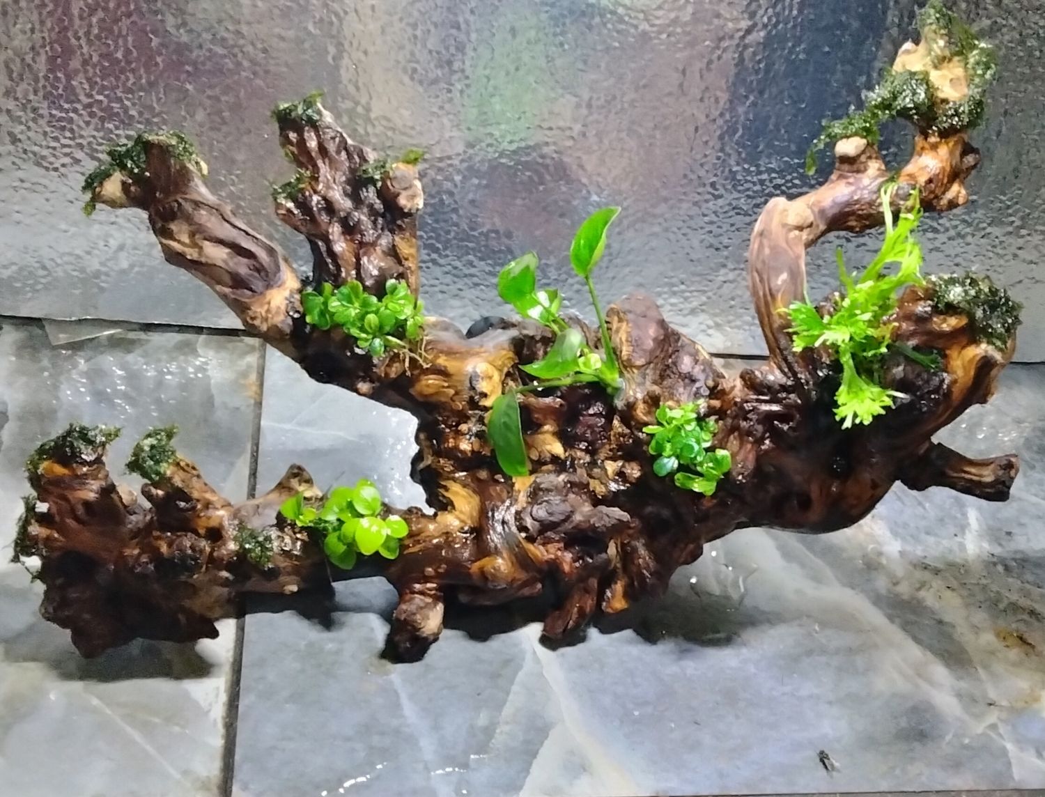 Xtra large aquarium ledge