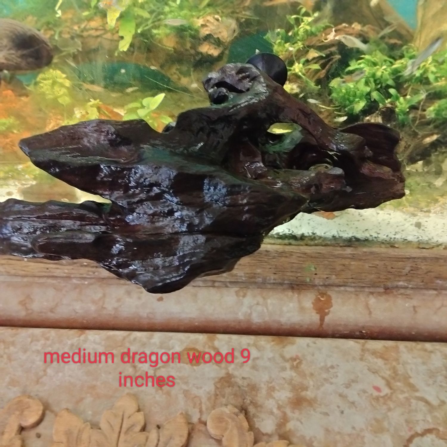 Medium aquarium ledge