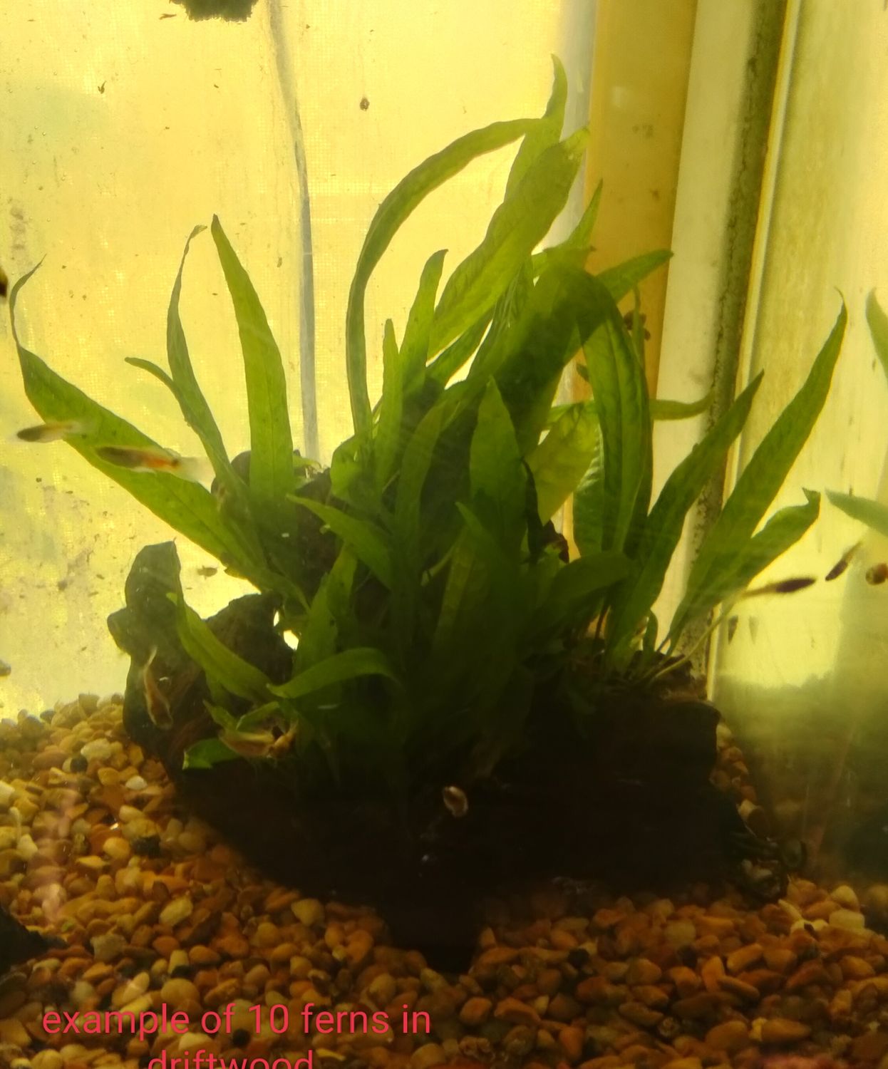 Baby java ferns  5 plants