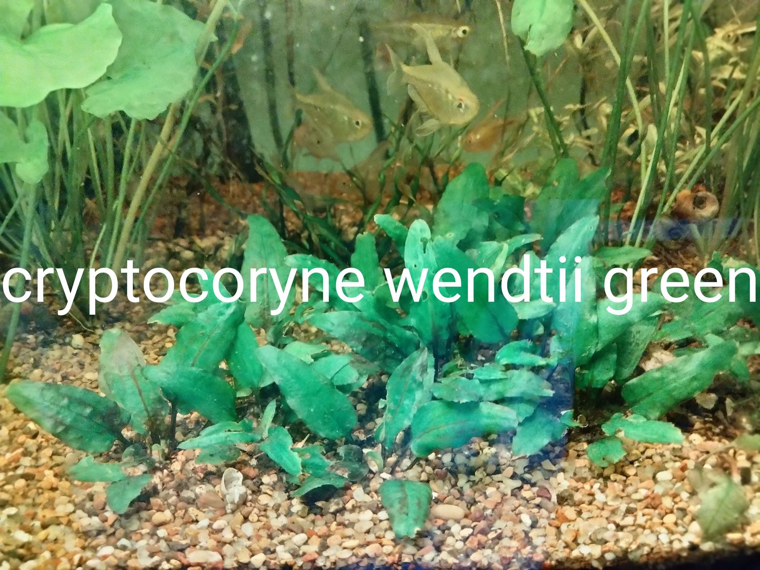 Cryptocorne wendtii green