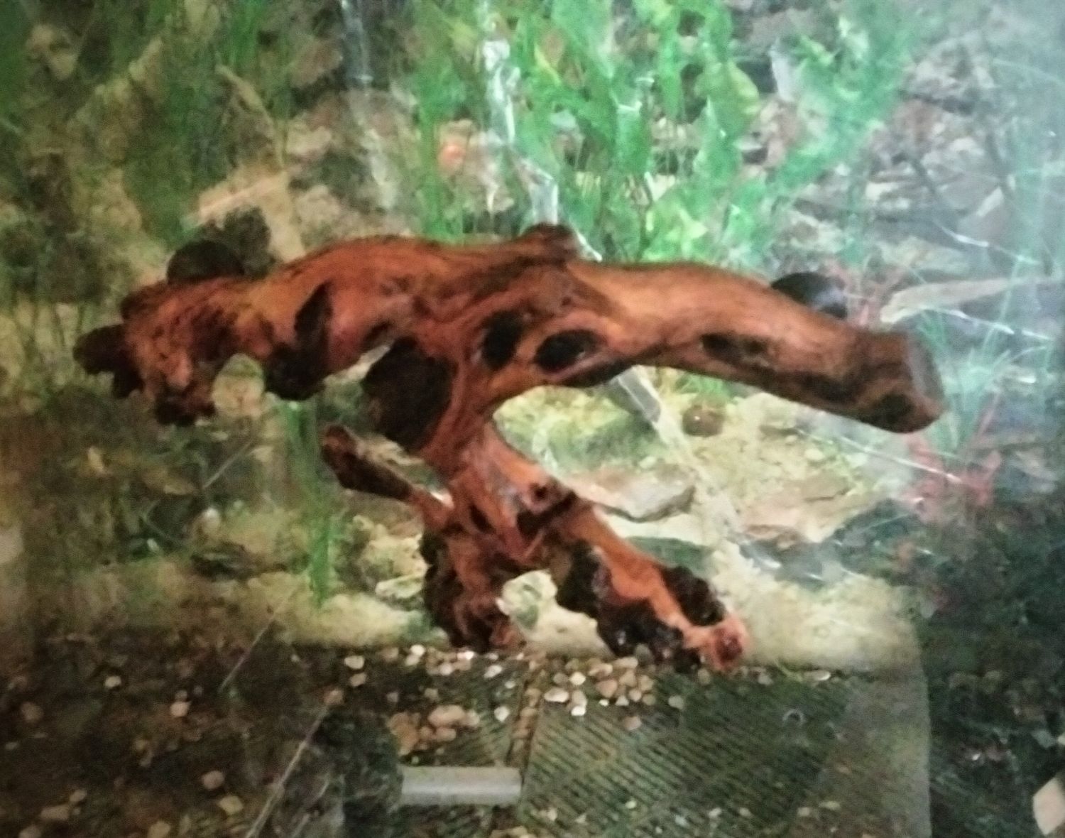 Large ledge 10-12 inches long